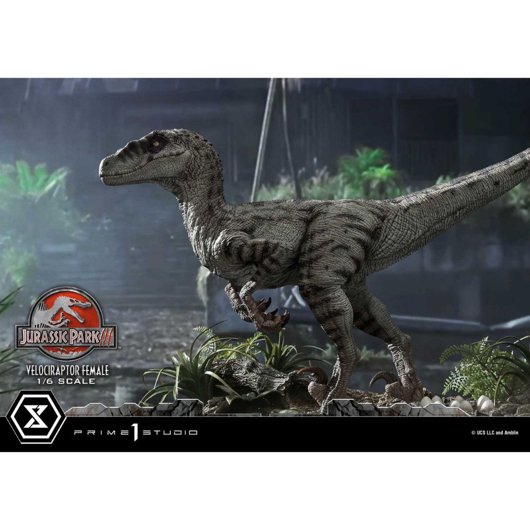 Jurassic Park III (Film) Velociraptor Female Bonus Version Statue by Prime1 Studios -Prime 1 Studio - India - www.superherotoystore.com