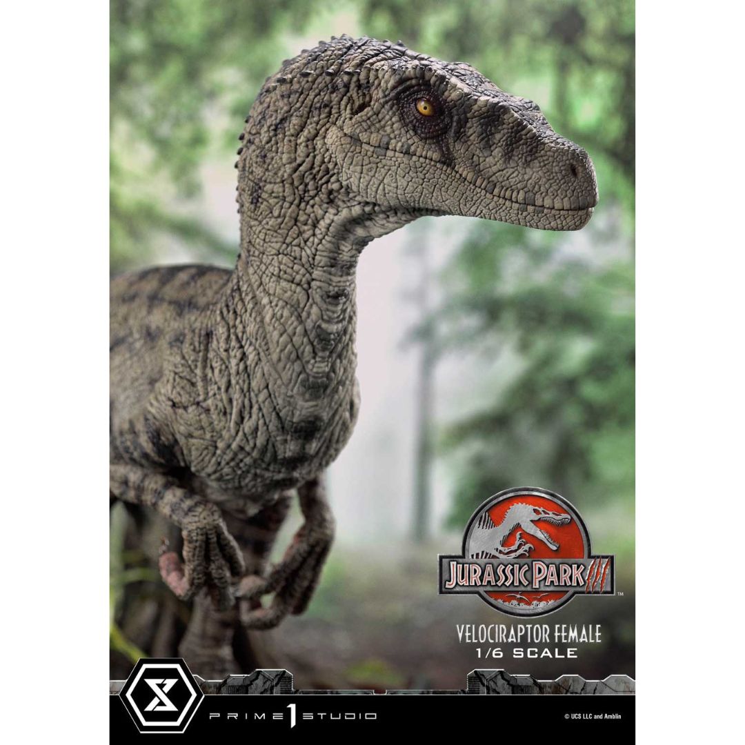 Jurassic Park III (Film) Velociraptor Female Bonus Version Statue by Prime1 Studios -Prime 1 Studio - India - www.superherotoystore.com